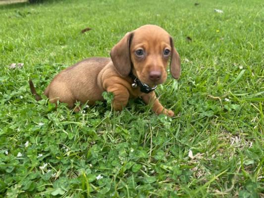 miniature dachshund puppies available