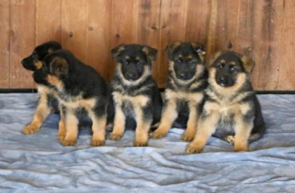  Our puppies are raised in our house german shepd