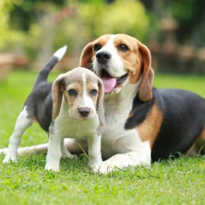 Super cute Tricolor Beagle puppies 