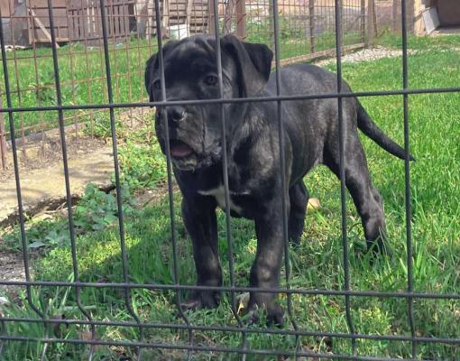 Cane Corso puppies for sale +447398039738