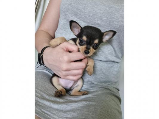 Apple Head Chihuahua For sale 