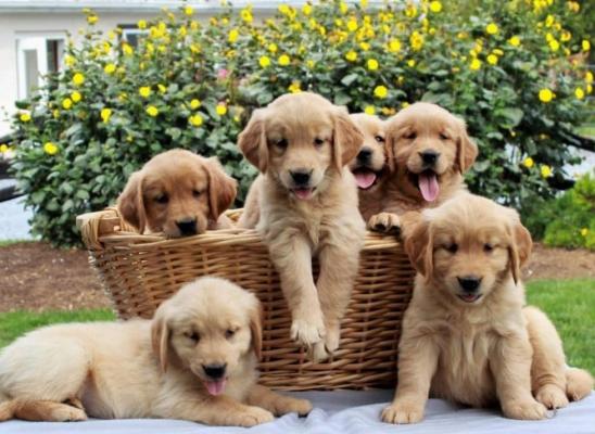 Adorable outstanding Golden Retriever puppies 