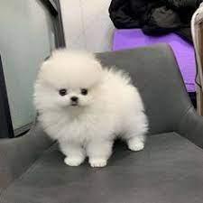 Pomeranian puppies for sale  +447398039738