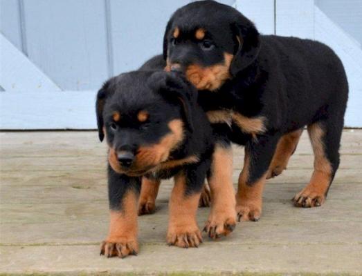  Rottweiler puppies searching for lovely home