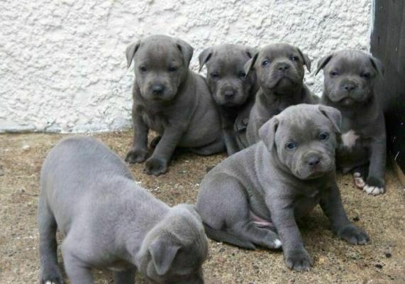 Blue Staffordshire Bull Terrier Puppies 