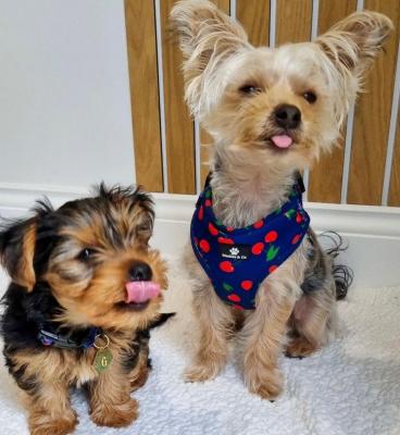 Yorkshire Terrier Puppies For sale 