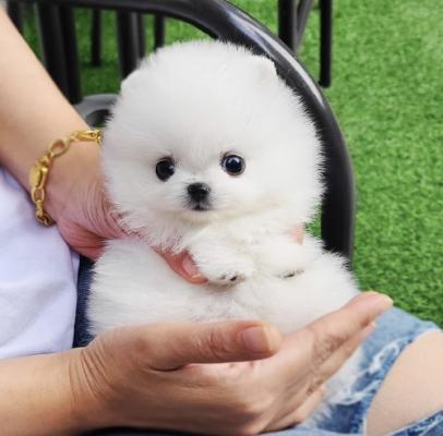 Lovely pomeranian puppies ready for adoption..