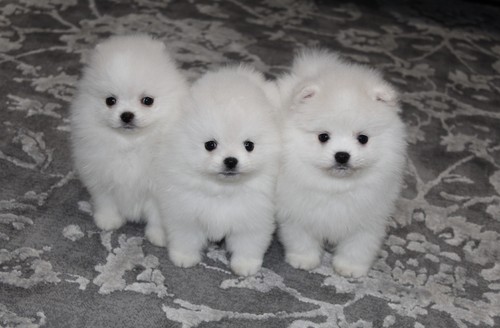 Super adorable, pomeranin Boys and girls available