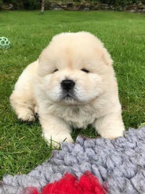 Lovely chow chow puppies ready for adoption..