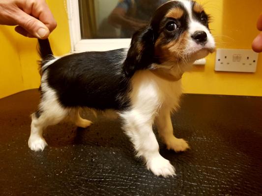 Lovely cavalier king puppies ready for adoption..