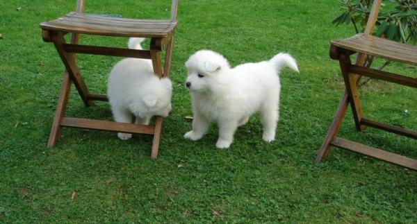 Lovely samoyed puppies ready for adoption..