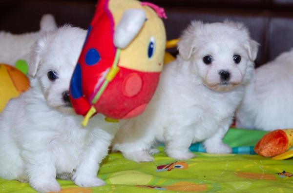 Lovely maltese puppies ready for adoption..