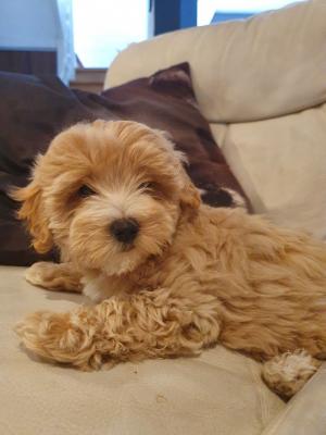 Lovely maltipoo puppies ready for adoption..