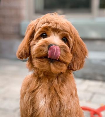 Lovely cockapoo puppies ready for adoption..
