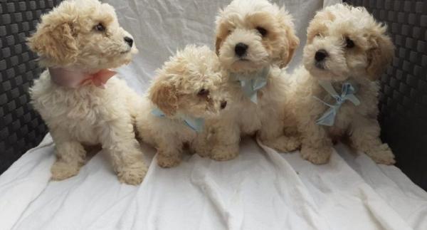 Lovely cavachon puppies ready for adoption..