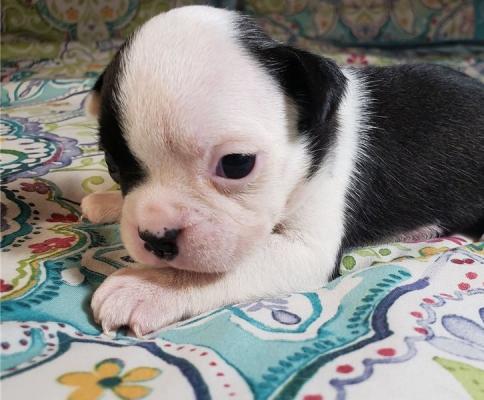 Lovely boston terrier puppies ready for adoption..