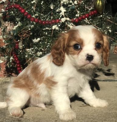 Gorgeous  Cavalier king charles puppies