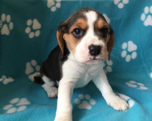 Lovely beagle puppies ready for adoption..