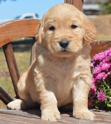  Golden Retriever pups for sale.