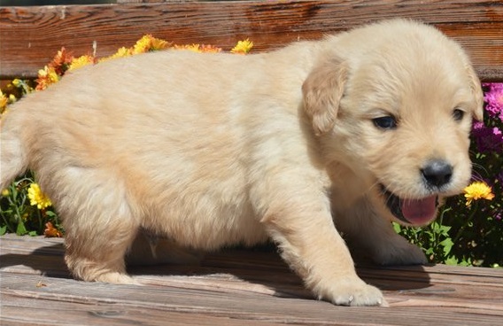 Golden Retriever pups for sale.