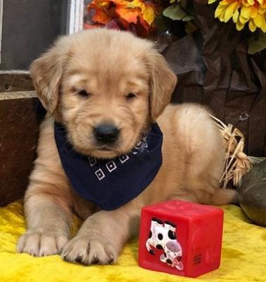 Golden Retriever pups for sale.