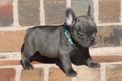 Super beautiful french bulldog ready now for sale
