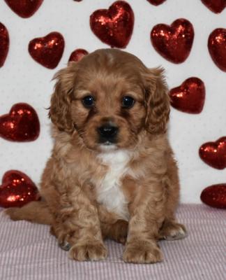 beautiful  cavaapoo ready now for sale