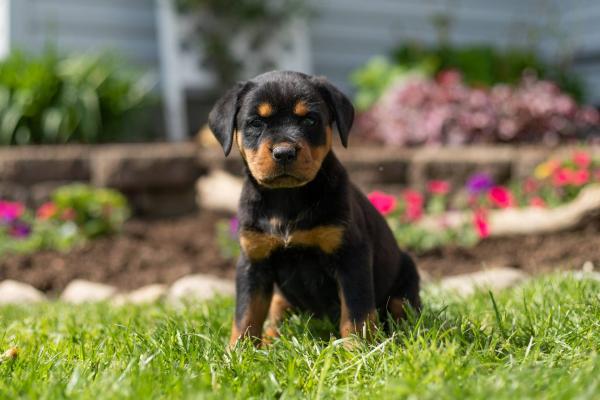 lovely Rottweiler   for sale  guarantee