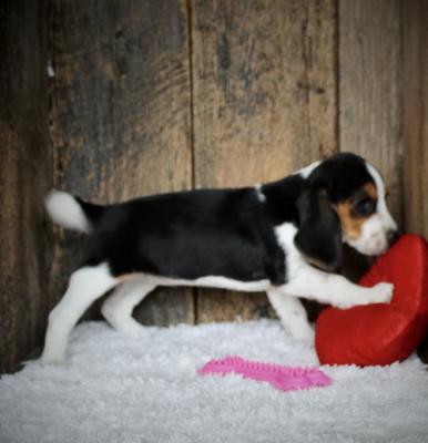 Gorgeous beagle   puppies playful puppies