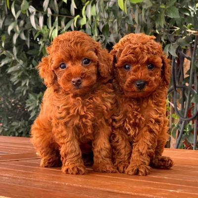 available poodle puppies ready for adoption..
