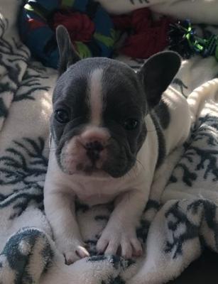 We have three Frenchies for sale!
