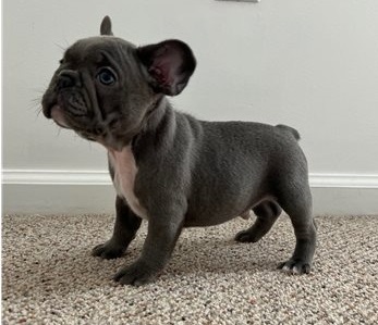 We have three Frenchies for sale