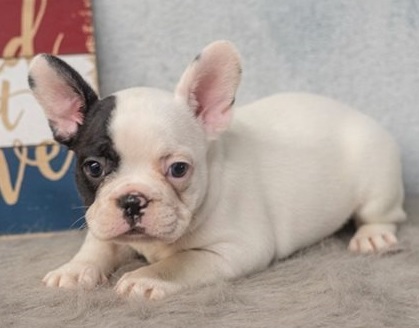 We have three Frenchies for sale!