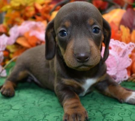 Beautiful  Minidachhund  Puppies Availabl