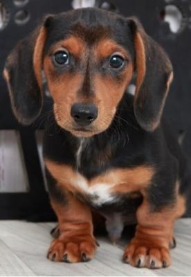 Beautiful  Minidachhund  Puppies Available