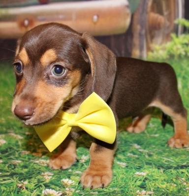 Beautiful  Minidachhund  Puppies Available
