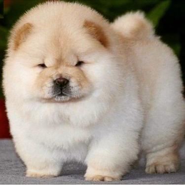 lovely  quality chow chow  ready