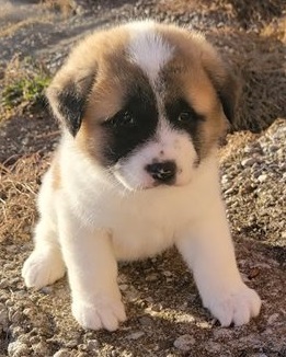 beautiful akita puppies available 
