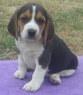 beautiful beagle puppies available 