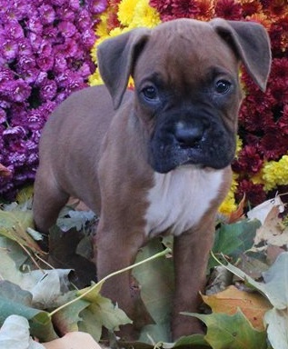 beautiful boxer puppies available 