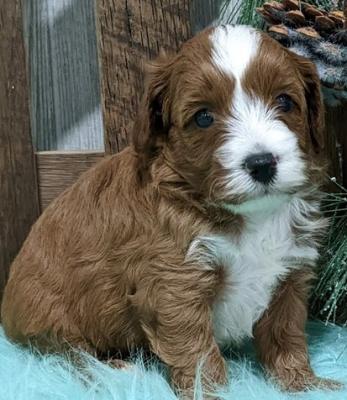 beautiful cavapoo puppies available 