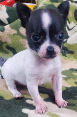 beautiful chihuahua puppies available