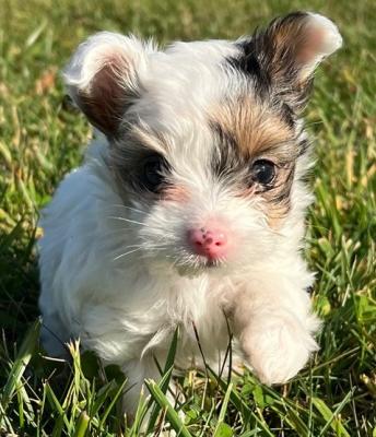 beautiful chorkie puppies available 