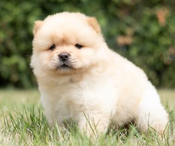beautiful chow chow puppies available 