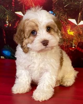 beautiful cockapoo puppies available 