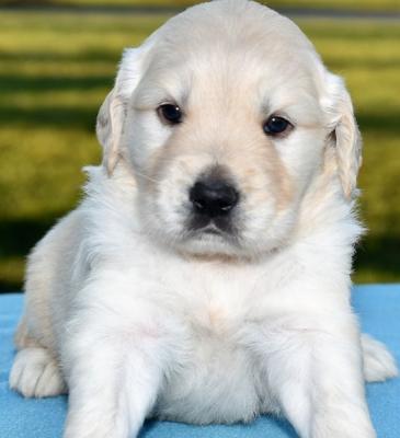 beautiful golden retriever puppies available 