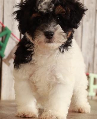 beautiful poodle available
