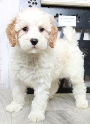 beautiful golden doodle puppies available 