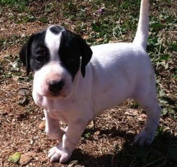 beautiful pointer puppies available 