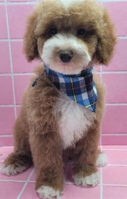 beautiful toy poodles available 